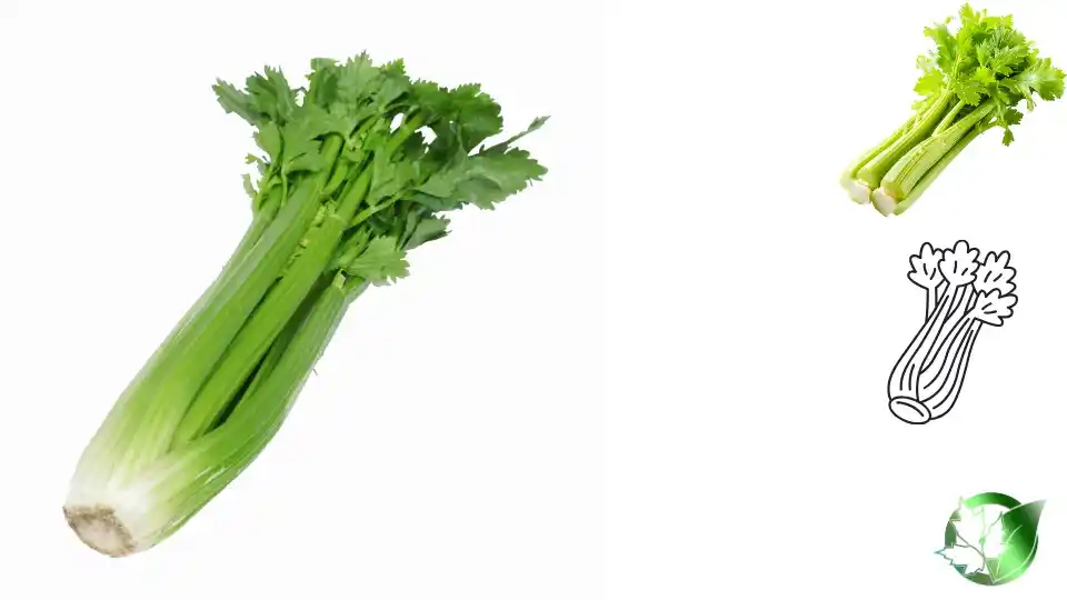 Wholesale packaging for Frozen Fried Celery can be planned for retail, professional kitchens, bespoke-label, or factory-scale distribution.